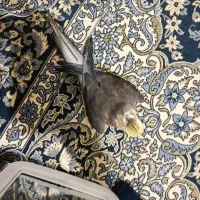 عروس هلندی نر کاملا رام دستی بالغ