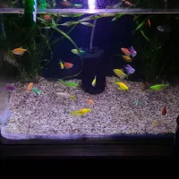 تعدادی ماهی گیاهخوار