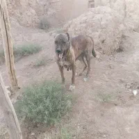 سرابی ماده|سگ|شراء, |دیوار