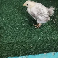 جوجه مرغ رسمی
