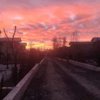 آبیاری درخت