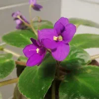 بنفشه آفریقای، عروس گل های آپارتمانی