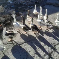 غاز محلی|حیوانات مزرعه|ویلکیج, |دیوار