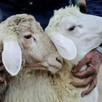 بره و بزغاله چاق کم شکم