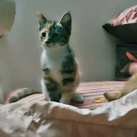 واگذاری بچه گربه رایگان|گربه|تربتحیدریه, بهزیستی|دیوار