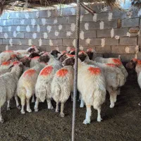 ۲۴عدد میش لری  سنجابی عشایری|حیوانات مزرعه|خرم‌آباد, |دیوار
