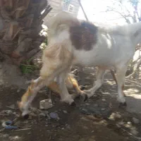 بز نر