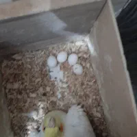 فروش ۲ جفت بالغ روی تخم و یک نر لوتینو|پرنده|مشهد, بهمن|دیوار