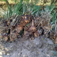بچه نخل بریم سفید کمیاب|خدمات باغبانی و درختکاری|شوشتر, |دیوار