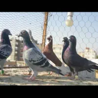 دسته پلاکی هوای نر ۲۴ عدد|پرنده|شیراز, آزادگان|دیوار