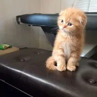 گربه اسکاتیش نر دو ماهه