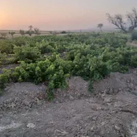 باغ انگور به متراژ ۱۵۰۰ متر پر بار