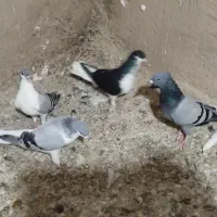 4عدد ماده واس نسل کشی
