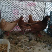 زرودسرخ کرواتی