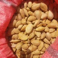 بادام شیرین تازه بار کشاورز