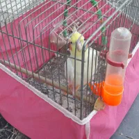 عروس هلندی|پرنده|خمینیشهر, |دیوار