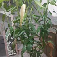 بامبو|گل و گیاه طبیعی|قم, سالاریه|دیوار