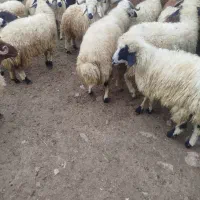گوسفند|حیوانات مزرعه|چالدران, |دیوار