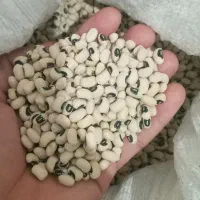 بذر لوبیا بلبلی