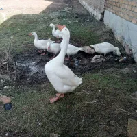 غاز تخم گذار