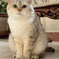 گربه بریتیش سیلور