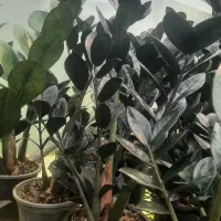 زامفولیا سوپر بلک یوکا تنه دار