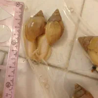 حلزون|خزنده|قم, نوقطار|دیوار