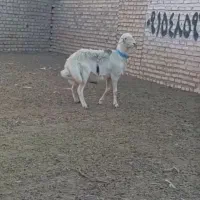 بره قوچی پلنگی بروجردی