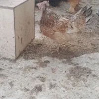 مرغ|حیوانات مزرعه|شهر ری, دولتآباد|دیوار