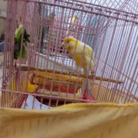 قناری نر و ماده