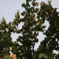 باغ 2000 متری با درختان میوه و استخر|فروش زمین و ملک کلنگی|برزک, |دیوار