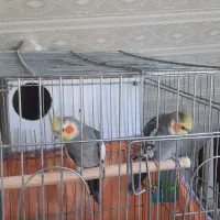 فروش دوعدد عروس هلندی نر وماده سالم و