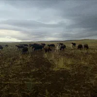 سگ گله نگهبان اصل|سگ|تبریز, |دیوار