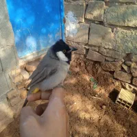 پرنده|پرنده|مسجد سلیمان, |دیوار