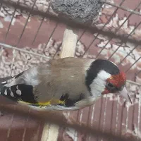 سهره نر بخوان