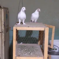 کبوتر ماهرو