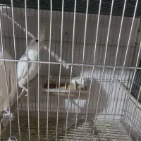 جفت آلبینو کینگ سایز