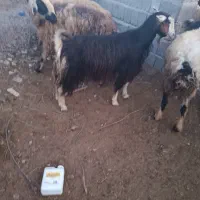 تعداد 20راس بز کهر ه دار داشتی|حیوانات مزرعه|بندر گناوه, |دیوار