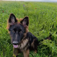 سگ با|سگ|ویلکیج, |دیوار