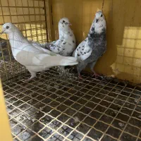 سه عدد کبوتر غریبه