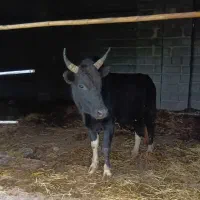 ورزا کوله چالوسی .گاونر