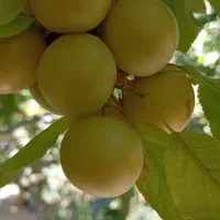 تعدادی درخت گرجه سبز و توت و گلابی