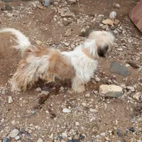 سلام یک سگ پا کوتاه فروشی