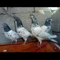 کبوتر فکیر گل|پرنده|چابهار, |دیوار