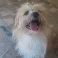 سگ شیتزو یکساله|سگ|رامسر, |دیوار