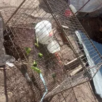 خرگوش|موش و خرگوش|بافت, |دیوار