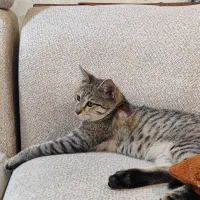 واگذاری گربه ماده رایگان فقط 7 ماهشه