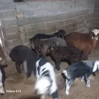 سلام میشه بره داره بره بزورگ