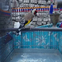 سهره رسمی عروسک