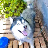 سگ هاسکی مو بلند